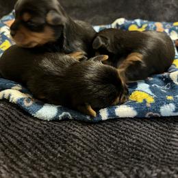 Yorkshire Terrier Puppies from Kathy's Yorkies