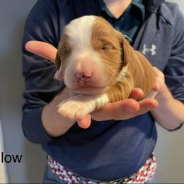 Yellow - Red  female Goldendoodle puppy in Medina, Ohio from Farmer Doodles