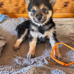 Star - Black and tan female Shiba Inu puppy in Maxwell, New Mexico from khshibas-khpugs
