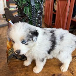 Justice - Blue merle male Miniature Australian Shepherd puppy in Taylor, Arizona from Holy Ghost Ranch, Inc