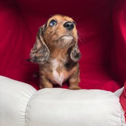 Star - Black and tan female Dachshund puppy in Cape Coral, Florida from Adventures of Doxies