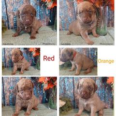 Boy 2 - Light brown male Chesapeake Bay Retriever puppy in Laporte, Minnesota from Northern Odyssey Gun Dogs