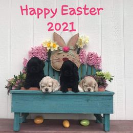 Cocker Spaniel Puppies from Doc's Cockers