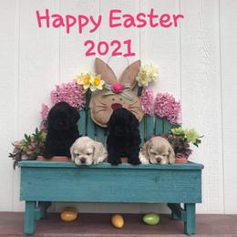 Cocker Spaniel Puppies from Doc's Cockers