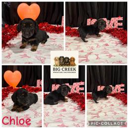 Chloe - Black and tan female Dachshund puppy in Durant, Oklahoma from Big Creek Mini Dachshund