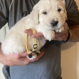 Golden Retriever Puppies from Hearts of Gold Retrievers LLC