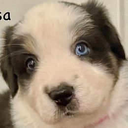 Girl 3 - Black tri-color Australian Shepherd puppy in Perkasie, Pennsylvania from Kid’s Kingdom Australian Shepherds