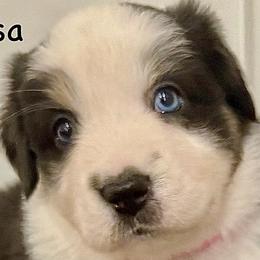 Girl 3 - Black tri-color Australian Shepherd puppy in Perkasie, Pennsylvania from Kid’s Kingdom Australian Shepherds