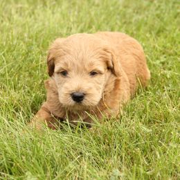Arrow - Wheaten male Whoodle puppy in West Bend, Iowa from Blue Skies Terriers