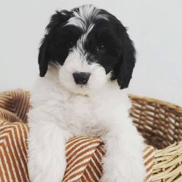 Bernedoodles and Sheepadoodles from Salt & Snow Pups