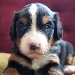 Marcine - Tri-color female Bernedoodle puppy in Folsom, Louisiana from DoodlesFarmCo