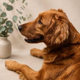 Emmy - Golden Retriever