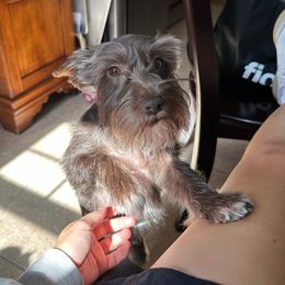 Willow - Miniature Schnauzer