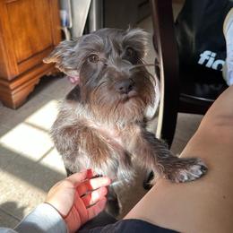 Willow - Miniature Schnauzer