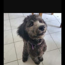 Aussiedoodle Puppies from S & L Oodles of Doodles
