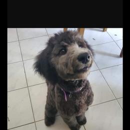 Aussiedoodle Puppies from S & L Oodles of Doodles