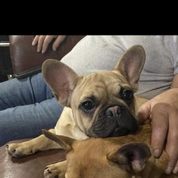 American Pit Bull Terrier, French Bulldog, and Staffordshire Bull Terrier Puppies from Pacific Wonderland French Bulldogs