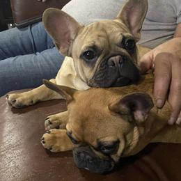 American Pit Bull Terrier, French Bulldog, and Staffordshire Bull Terrier Puppies from Pacific Wonderland French Bulldogs