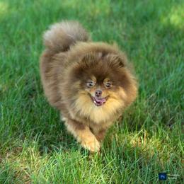 Reese - Pomeranian