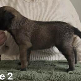 Belgian Malinois Puppies from Chaland