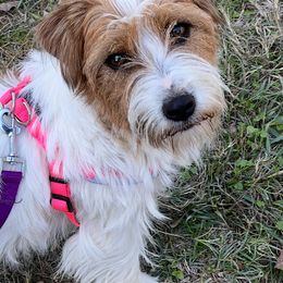 Billie - White and tan female Russell Terrier puppy in Mabank, Oregon from Mountain Ash Farms