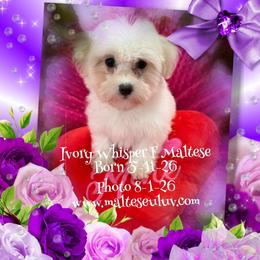 Ivory Whisper - White female Maltese puppy in Silverhill, Alabama from Malteseuluv’s Tiny Treasurers