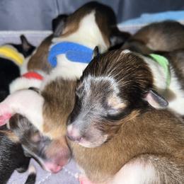 Collie Puppies from Jolly Collies