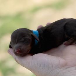Boy 2 - Blue - Chocolate and tan male Dachshund puppy in London, Kentucky from Steele Half Acre Homestead