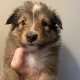 RED COLLAR GIRL - Sable and white female Shetland Sheepdog puppy in Chipley, Florida from Stacey's Shelties