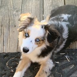 Skye - Toy Australian Shepherd