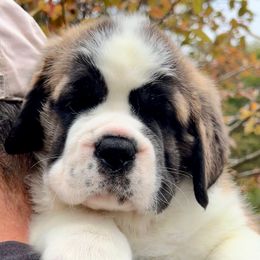 Dark Yellow - Mahogany and white female Saint Bernard puppy in Double Springs, Alabama from St Bernard Kingdom, LLC