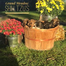 Newfoundland and Shih Tzu Puppies from Grand Meadow Newfoundlands