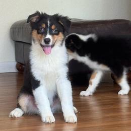 Licorice- btm5 - Black tri-color male Australian Shepherd puppy in Chehalis, Washington from Wandering Acres Ranch
