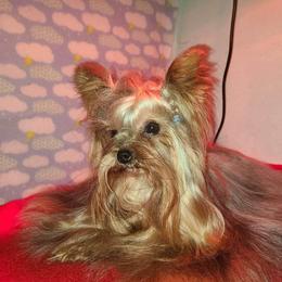 Spider-Man - Yorkshire Terrier