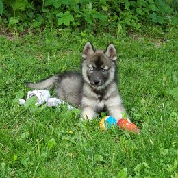 Siberian Husky Puppies from Evereve Kennels