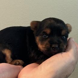 Lizzie's purple - Black and tan female Yorkshire Terrier puppy in Hardeeville, South Carolina from Pups of the Lowcountry