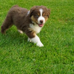 Australian Shepherd Puppies from Pole Canyon Australian Shepherds