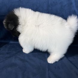 Pomeranian Puppies from Country Lane Kennels