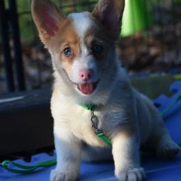 Triton - Red merle and white male American Corgi puppy in Lithia, Florida from Diamondcrest Inc