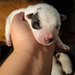 Homulilly (ASDR) - Blue speckled female Australian Cattle Dog puppy in Marana, Arizona from Impact 3rd Australian Cattle Dogs