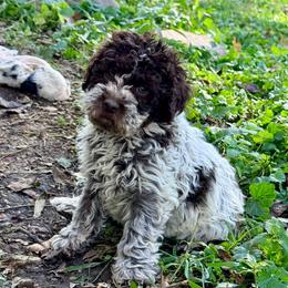 Gerbera Daisy (Green collar) - Brown female Lagotto Romagnolo puppy in Ashland, Ohio from SS Australian Shepherds