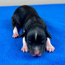 BTF2 - Black tri-color female Aussiedoodle puppy in Prague, Oklahoma from Classic K9’s  Aussies & Doodles