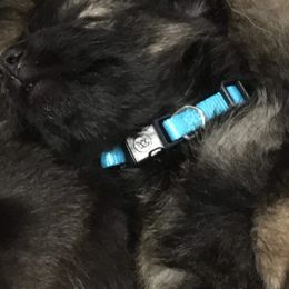 German Shepherd Puppies from Hacker Haus GSDs