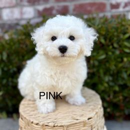 Miss pink - White female Bichon Frise puppy in Sacramento, California from Charming Bichons