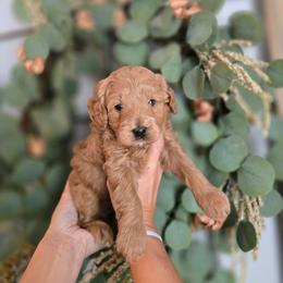 Light Blue Collar - Red  male Goldendoodle puppy in Somerville, Alabama from Southern Enchanted Doodles