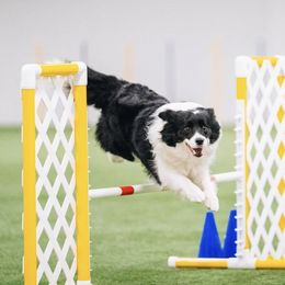 Border Collies from Storyline Border Collies