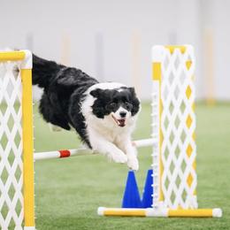 Border Collies from Storyline Border Collies