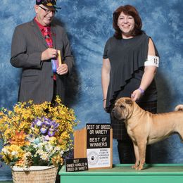 Chinese Shar-Pei from Magik Shar-Pei