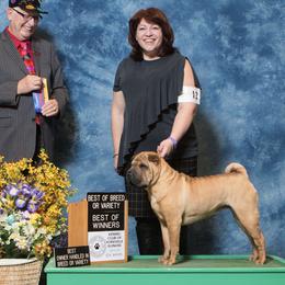 Chinese Shar-Pei from Magik Shar-Pei