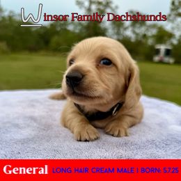 General - Cream male Dachshund puppy in Bradenton, Florida from Winsor Family Dachshunds